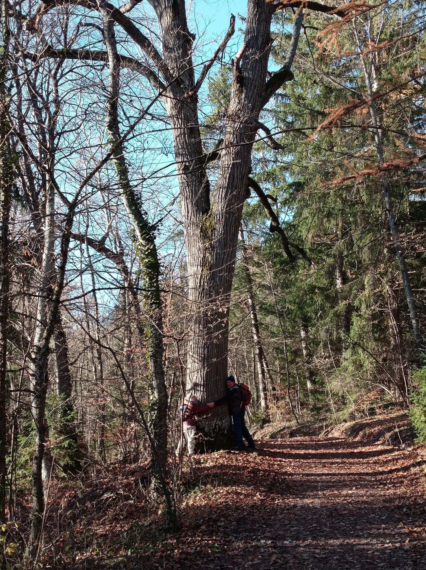 Un des nombreux arbres remarquables de Charance. A 3 pour en faire le tour