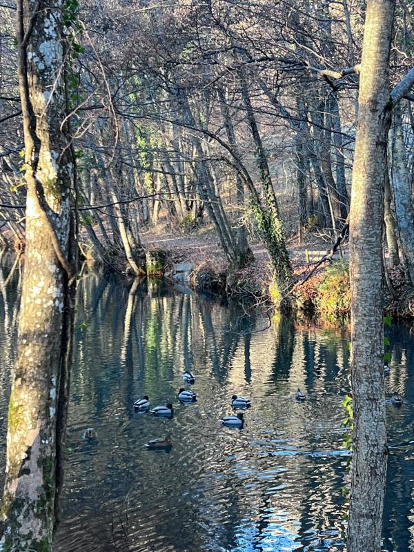 Les canards de Charance