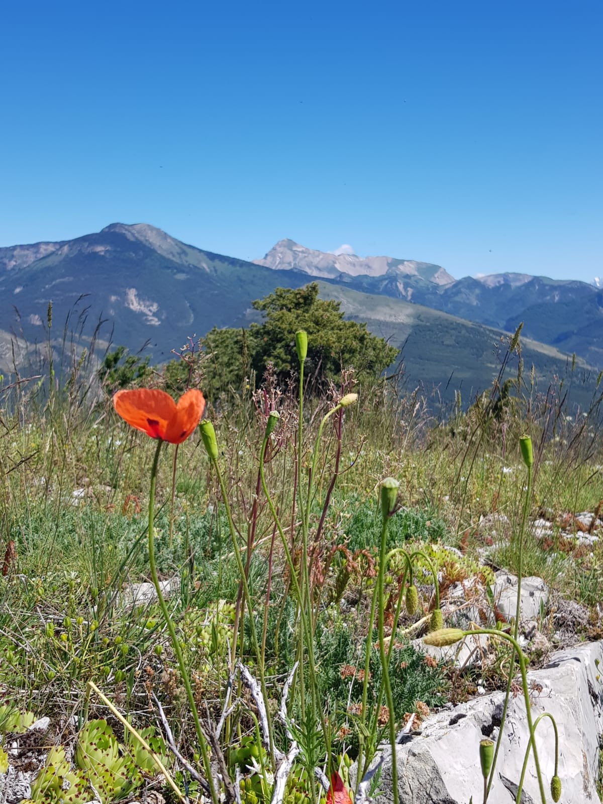 Tête de Garnesier depuis la crête